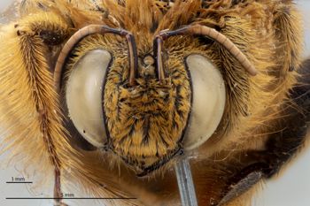 Media type: image;   Entomology 810844 Aspect: head frontal view